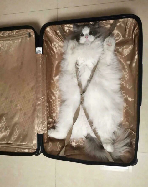 Кото-комедия: 20 забавных фото питомцев от пользователей Сети