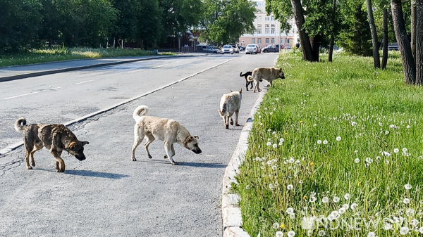 Бездомная собака покусала трехлетнюю девочку &ndash; шрамы на лице у нее останутся навсегда